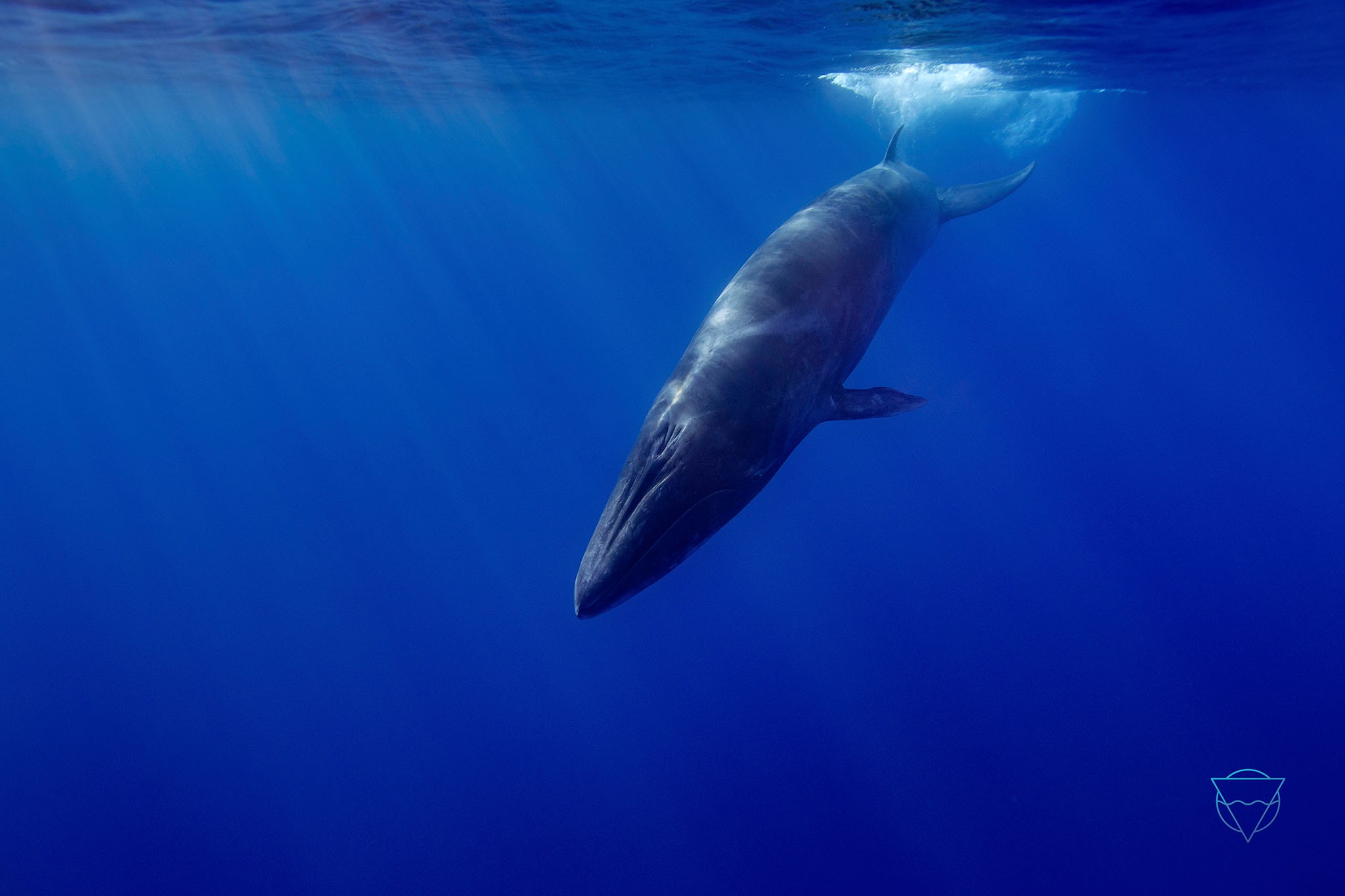 Undervannsfoto av hval (foto: Aleksander Nordahl)