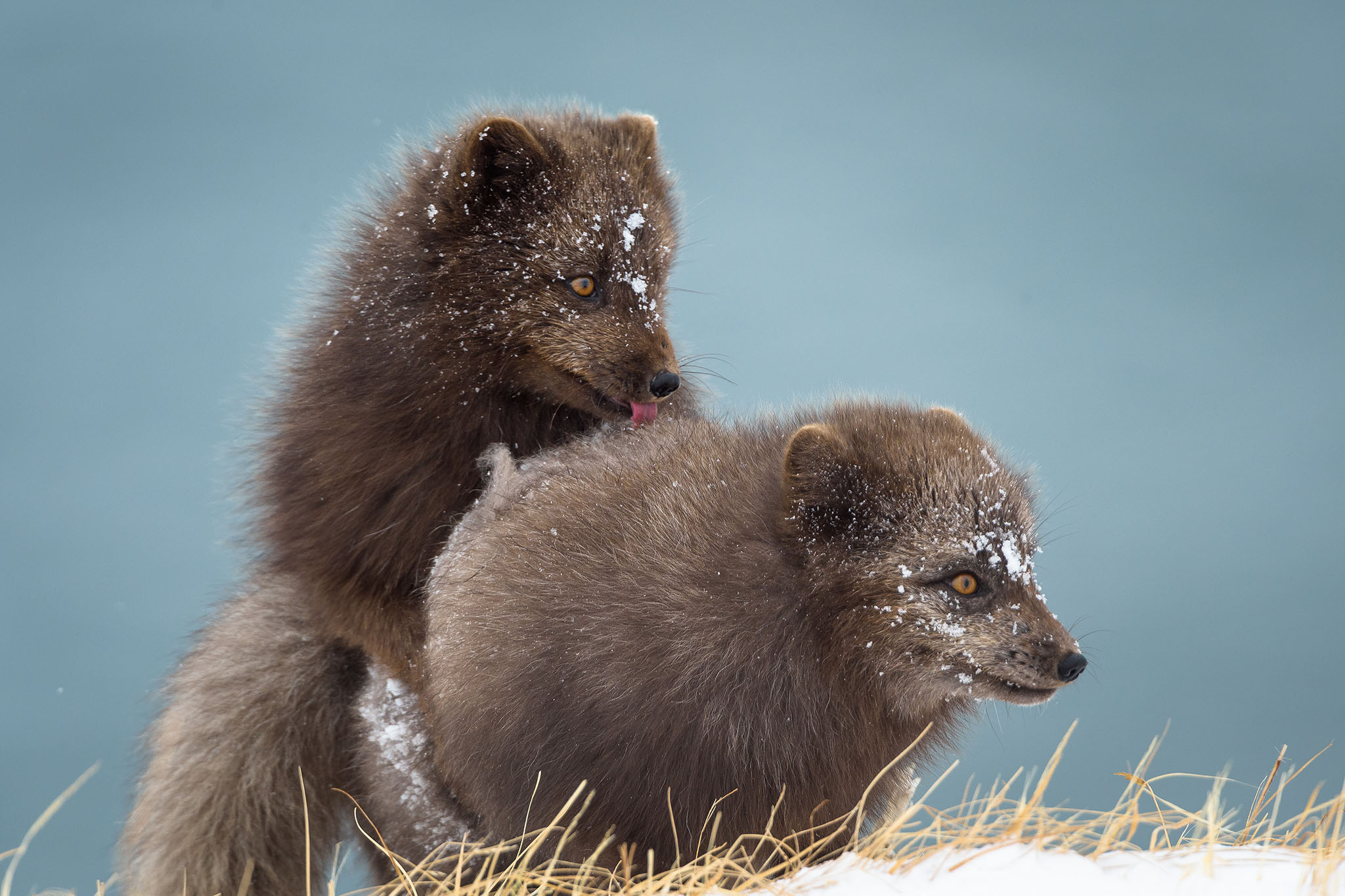 Arctic Fox (foto: Gyda Henningsdottir)