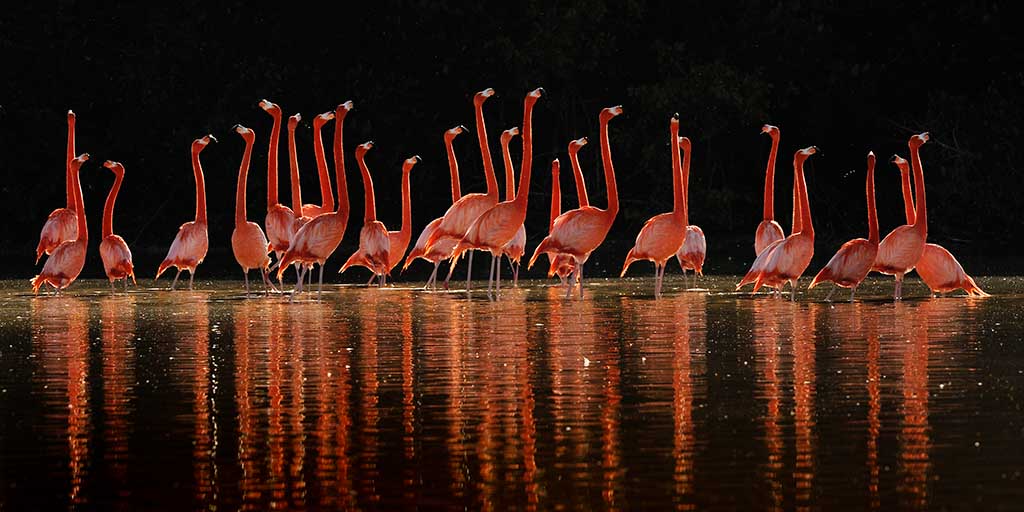 Flamingoer (foto: Klaus Nigge)