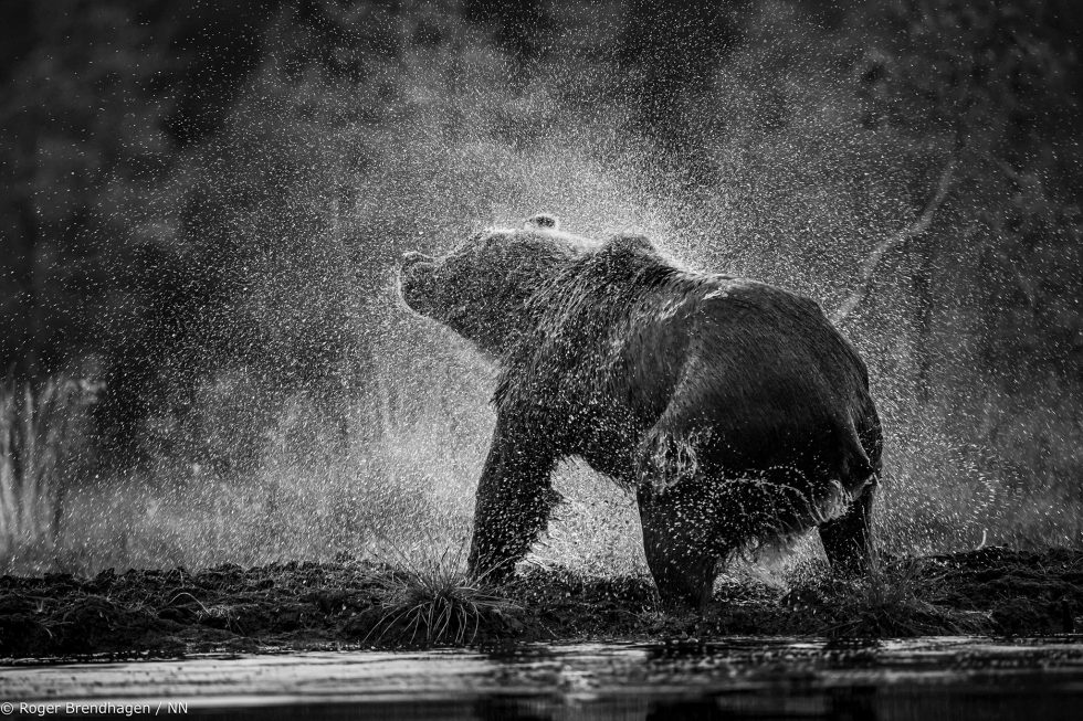 Roger Brendhagen | Norsk Naturfotofestival