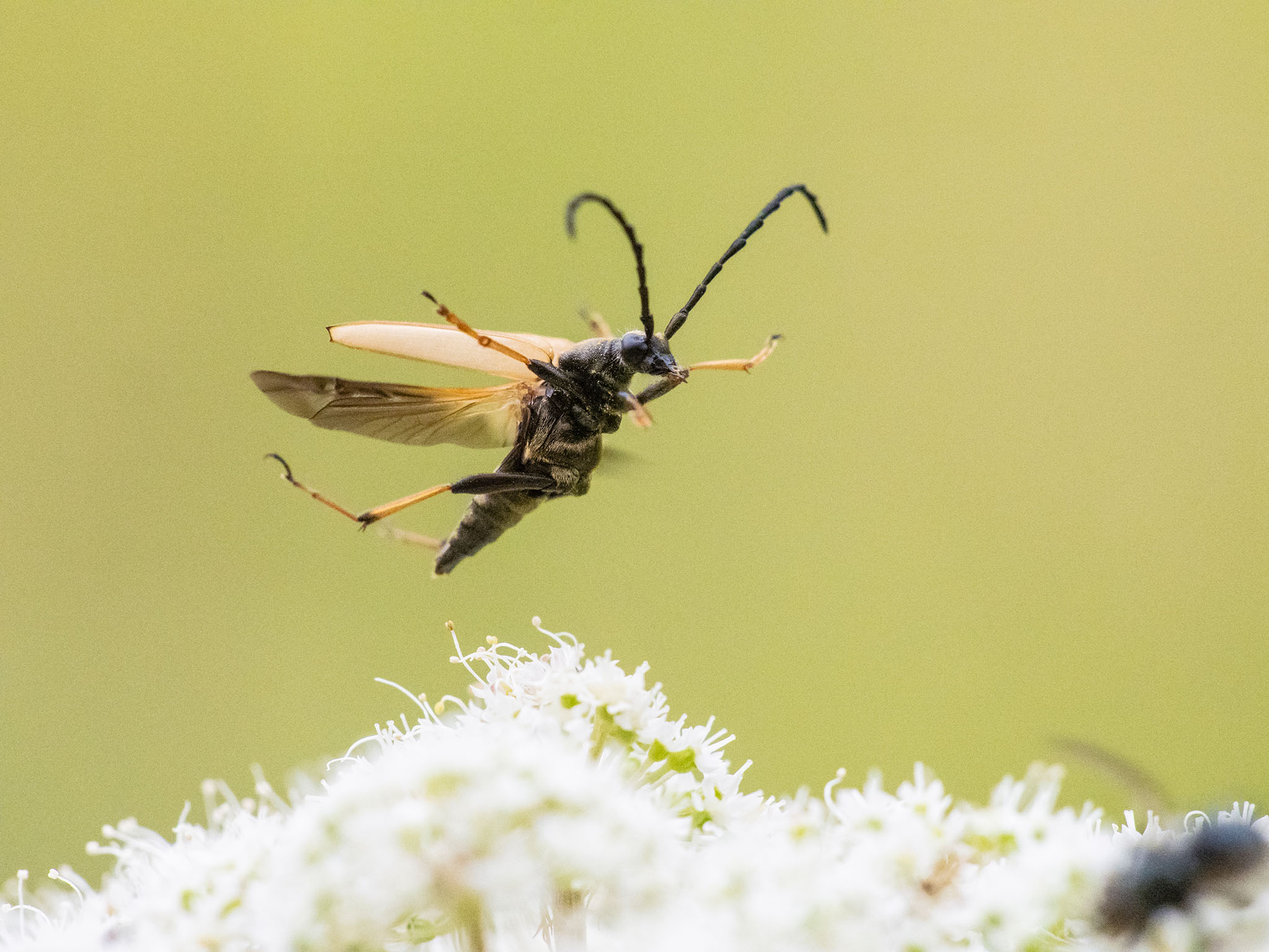 Nærbilde av insekt (foto: Pål Hermansen)