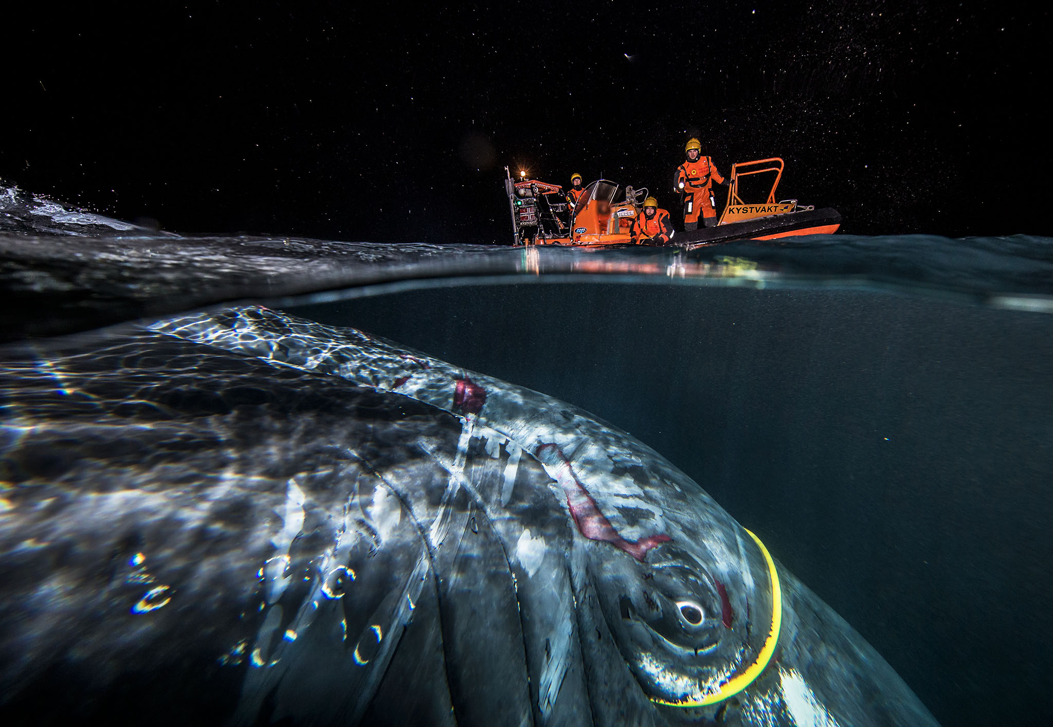 Humpback whale attached in internet cable (foto: Audun Rikardsen)
