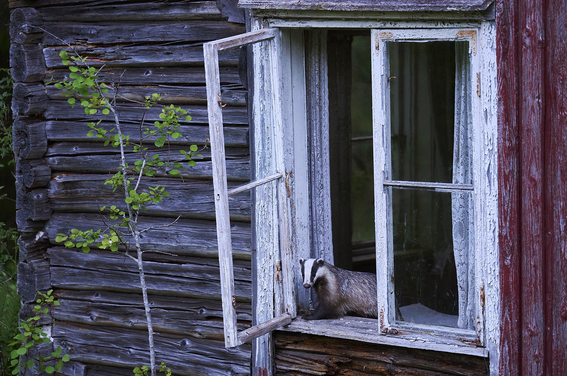 Badger in window (foto: Baard Næss)